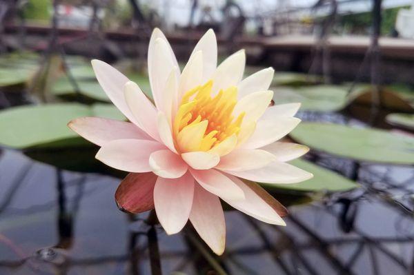 Pale Pink water lily