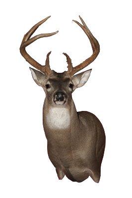 James Taxidermy Supply