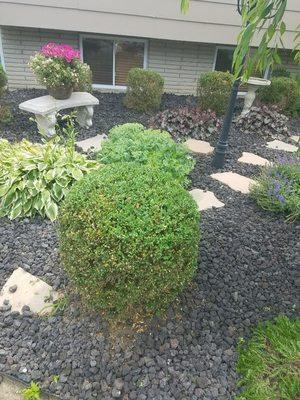 We specialize in the famous gumdrop hedge cut.