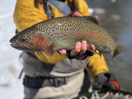 Fly Fishing Eagle River for trout in Vail, Colorado