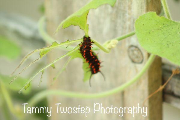 Caterpillar