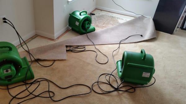 Water damage job we did was able to restore and save the carpet.