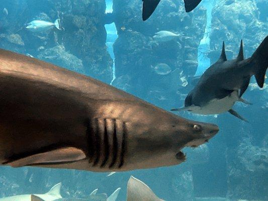 Sand tiger shark