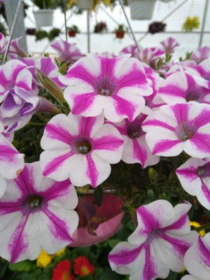 supertunia