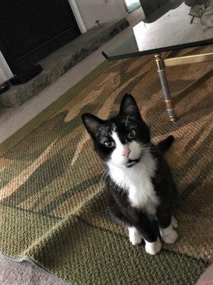 Lost: adult male named Hampton. No color, top of left ear slightly chipped, Last seen on in The Addison apartments on Roswell Road 8/15/20