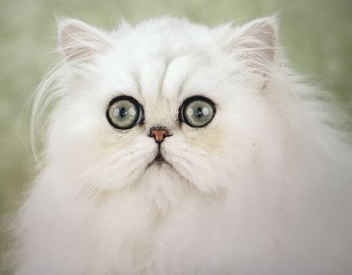 Starla.. . I lost my kitty. White female Persian. Huge eyes, very skittish. Needs special diet. call 332.258.6951