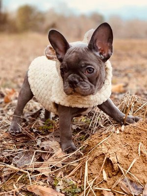 Ethical Frenchie