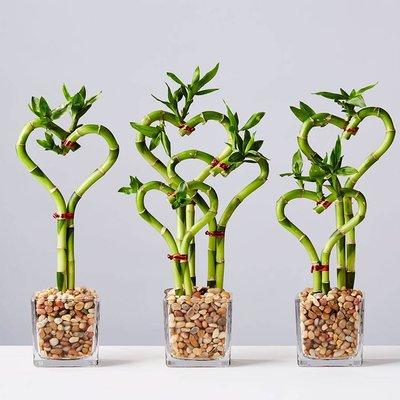 Exotic plants - Heart Shaped Lucky Bamboo