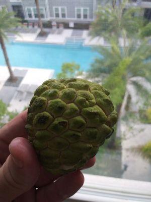 Seasonal fruits. Custard apple Sept. 2019. She picked out a perfect one for me that was ripe. Divine.