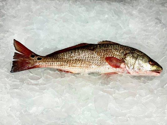 Puppy Drum - Red Drum