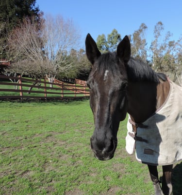 Small Private Ranch in Sebastopol offering horse boarding.