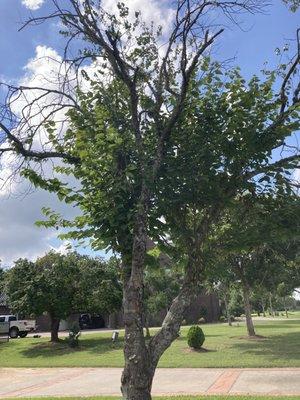 Overgrown Tree #1 - After