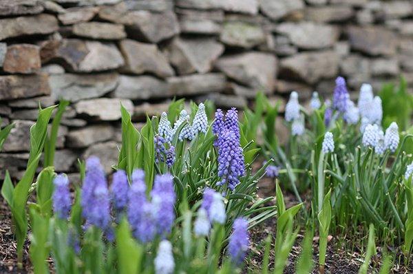 Soft Grape Hyacinth pops up in a garden along a masonry wall