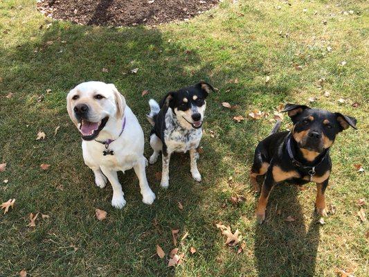 The three musketeers! Sunzi, Judy & Turk!