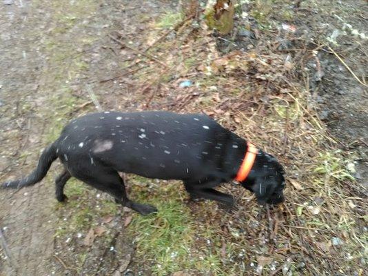 The large patch on my dogs right upper thigh (snowflakes are the white specks).  Her paws were red and runny and Mills knew why.