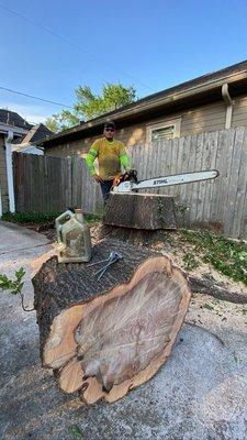 Removal of a Tree more than 60yrs Old