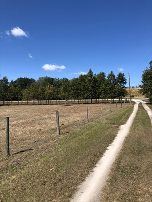 Fence line cleanup & repair