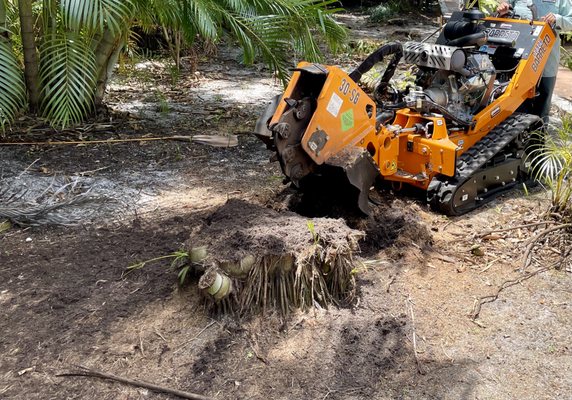 Tree and stump removal service, ensuring safe and efficient removal of a large tree.