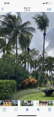 We have experienced Employees that can spike up tall Palm Trees.