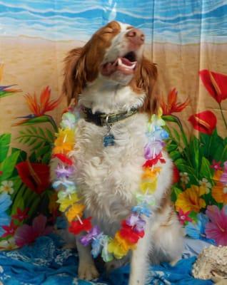 Aloha from Max