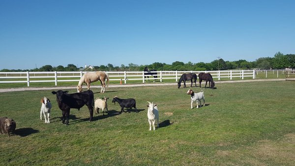 Other friends on the farm