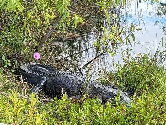 Everglades National Park - Shark Valley