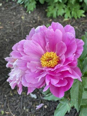 From these photos of May 13, 2023, you might think there are still a lot of peonies blooming, but this standout was one of the few.