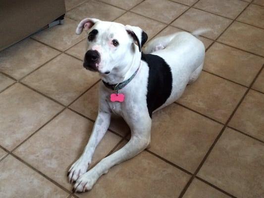 Happy puppy just waiting for Her walk