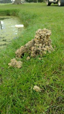 Crawdad tower at number 1 pond edge.