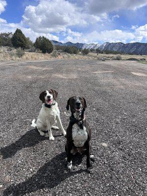 Happiest pups after going on a hike with Alpine Animal Services, LLC.