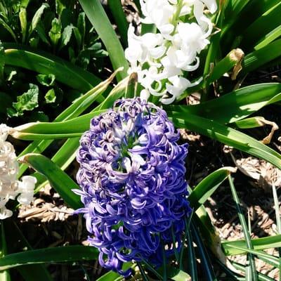 Lubbock Memorial Arboretum Foundation