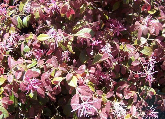 Loropetalum