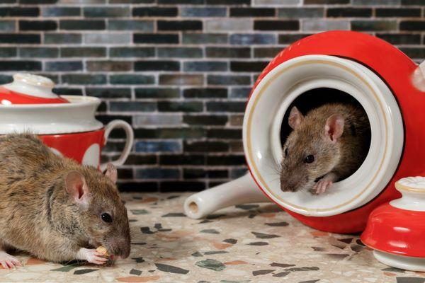 Rat control and rodent-proofing.