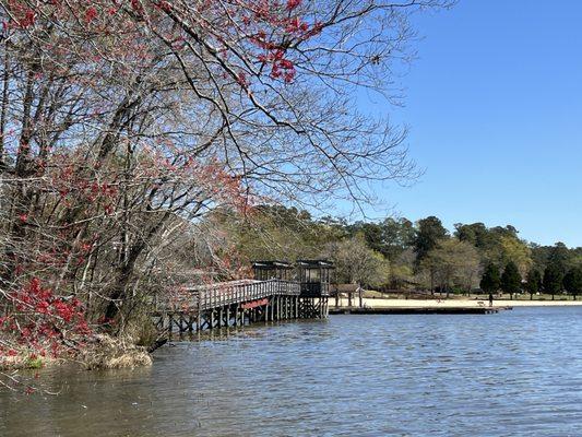 a look at the wood bridge through the spring blossoms