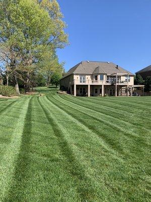 Turf treatment. Green thick fescue