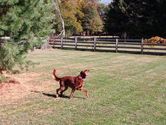 Piper feelin good as she prances around at retreat!