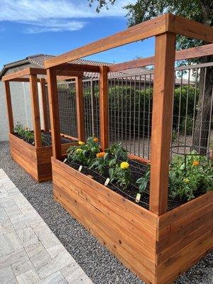 A raised redwood garden box with vegetables and flowers and treated with stain.