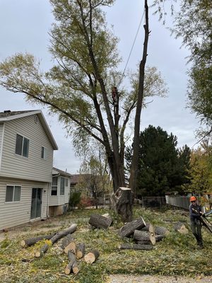 Tree removal Layton UT