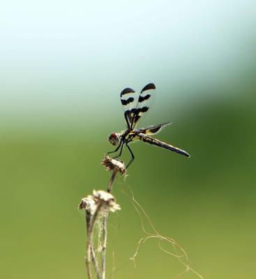 a dragonfly at Prairie State Park