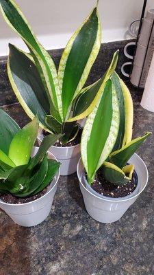 Snake plants, got them on sale