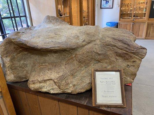 A fossilized skull of either a right whale or a bonehead whale.