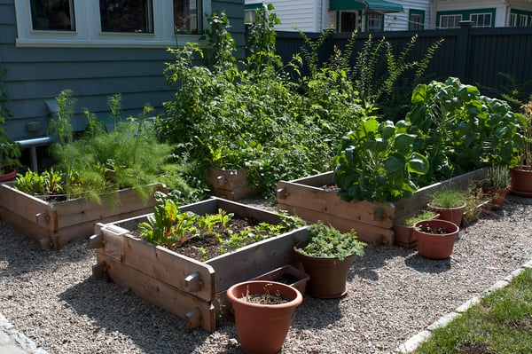 A vegetable garden is a popular choice for urban back yards.