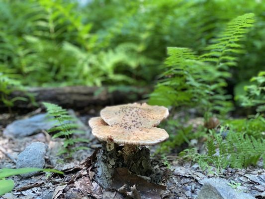 Delaware Water Gap National Recreation Area