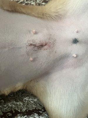 Tattoo and spay incision