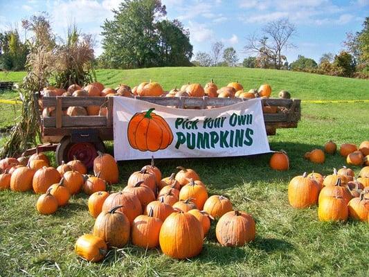 Pumpkin Picking October 2008