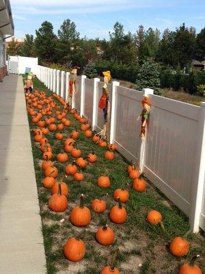 Annual Pumpkin Patch