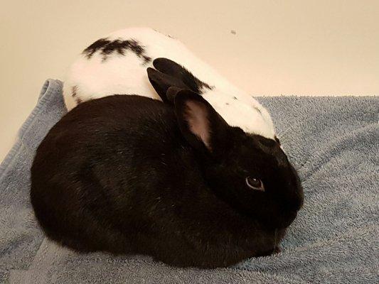 Cranberry of Red Door (now Slipper) is snuggling with her new husbun Sox