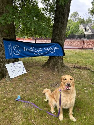 Kobe the yoga pup and Indigo yoga mascot!