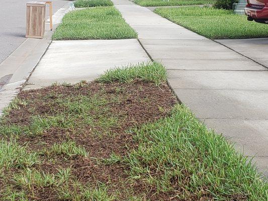 Me & wife pulled the weeds.