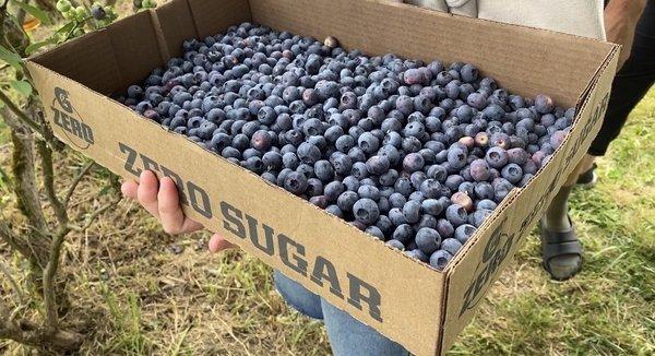 Big Bend Berries